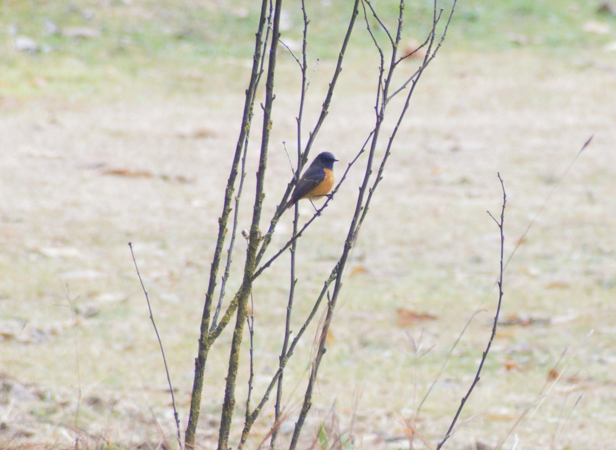 Blue-fronted Redstart - ML406752941