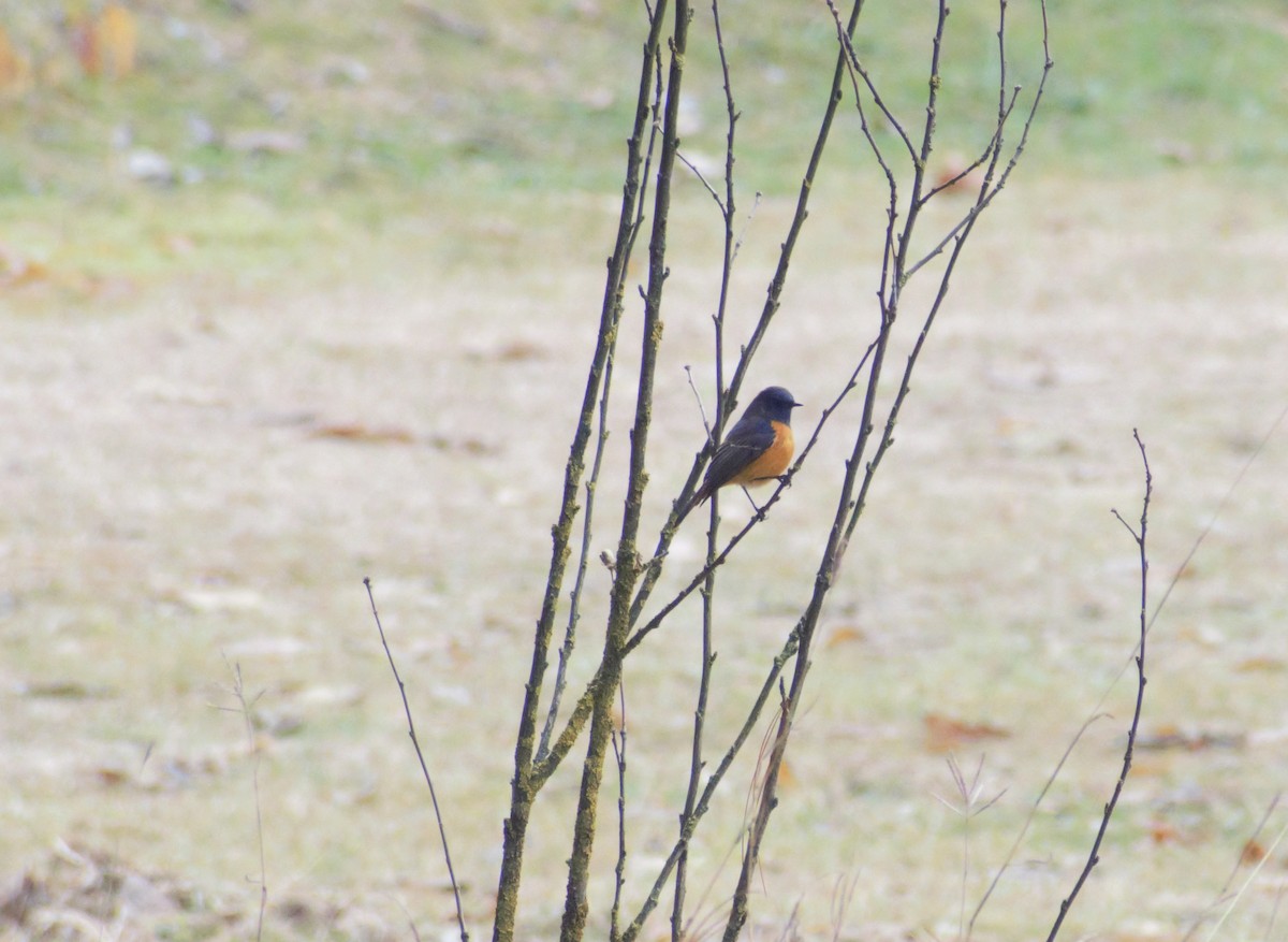 Blue-fronted Redstart - ML406753201