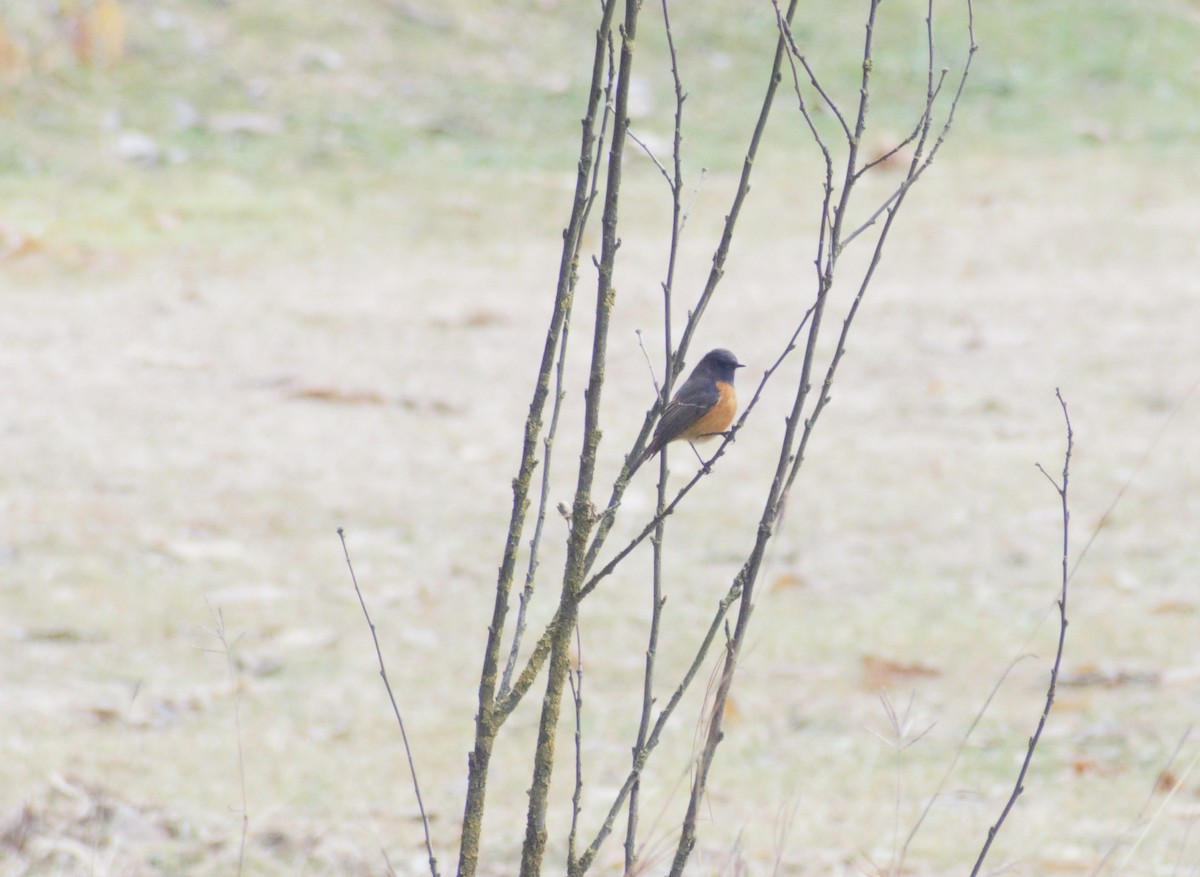 Blue-fronted Redstart - ML406753551