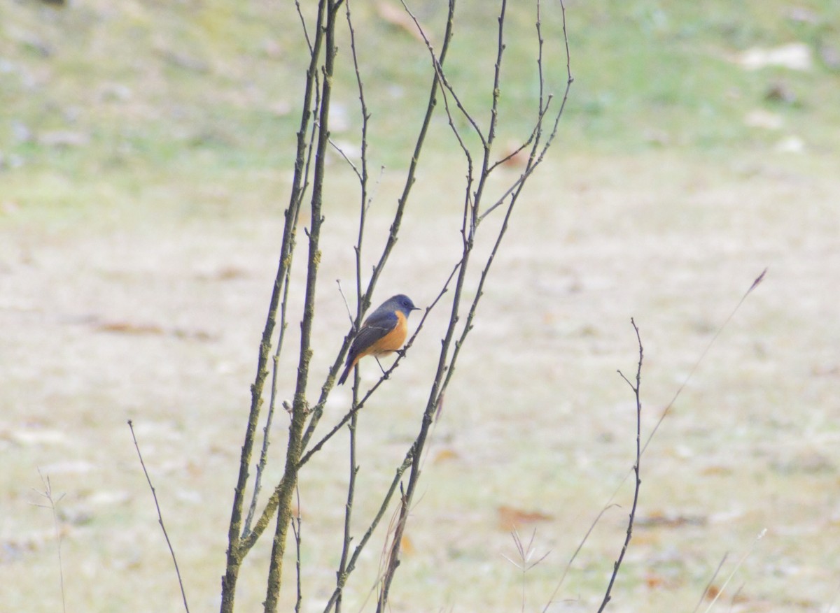 Blue-fronted Redstart - ML406753571