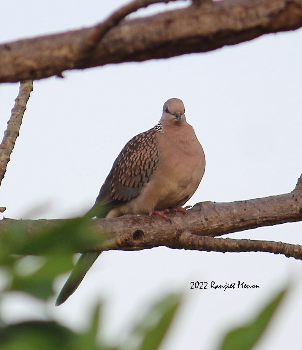 Spotted Dove - ML406753621