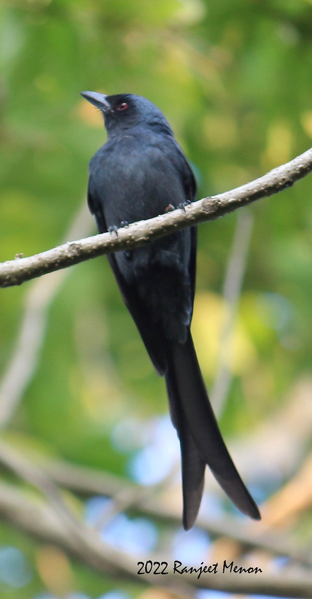 Ashy Drongo - ML406753691