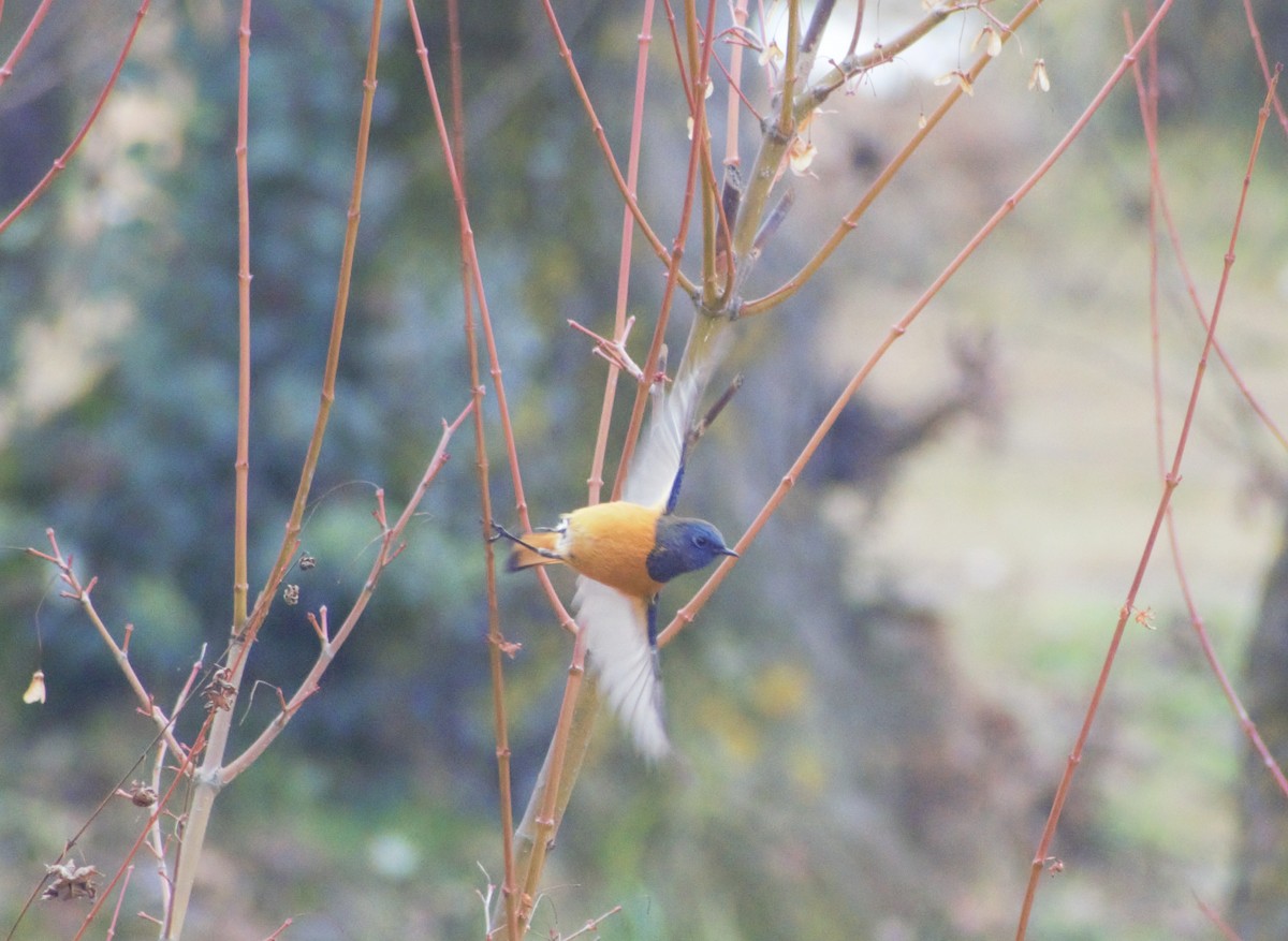 Blue-fronted Redstart - ML406753701