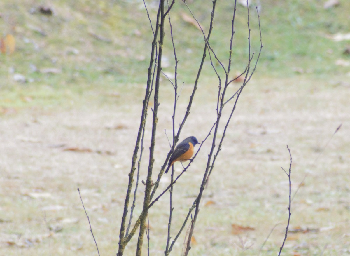 Blue-fronted Redstart - ML406753711