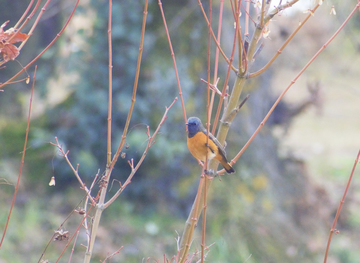 Blue-fronted Redstart - ML406753721