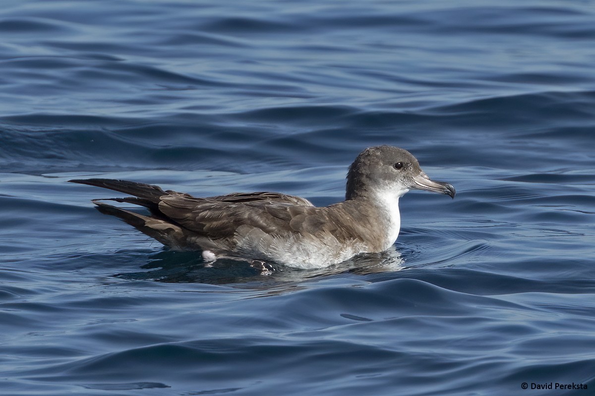 Pink-footed Shearwater - David Pereksta