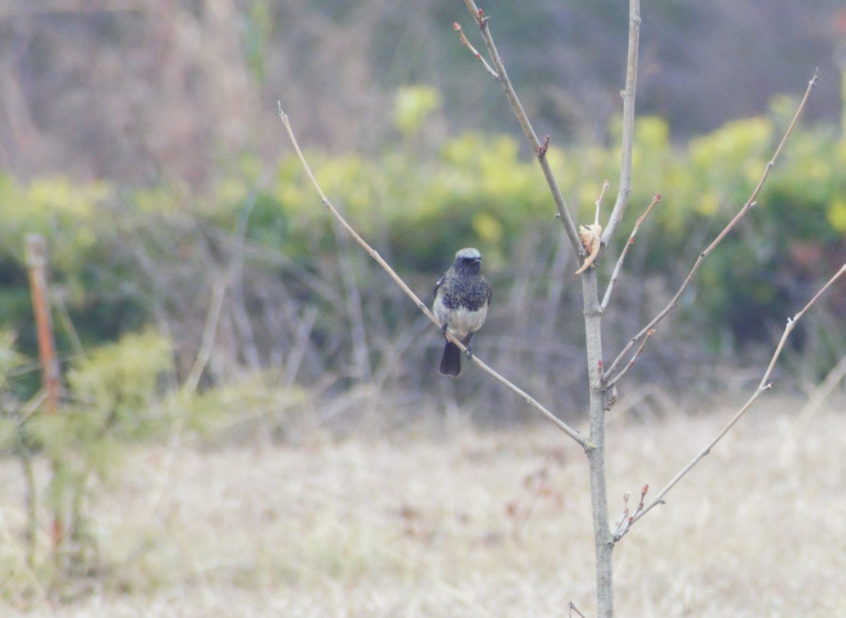 Rougequeue à tête bleue - ML406754201