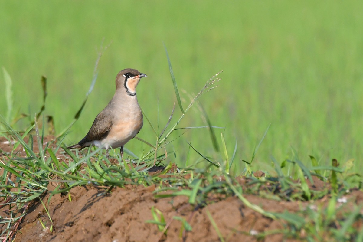 Oriental Pratincole - vinodh Kambalathara