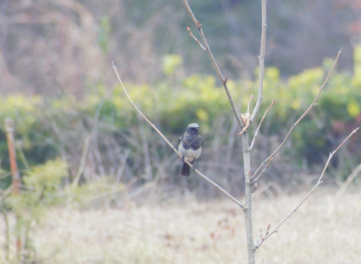 Rougequeue à tête bleue - ML406754741