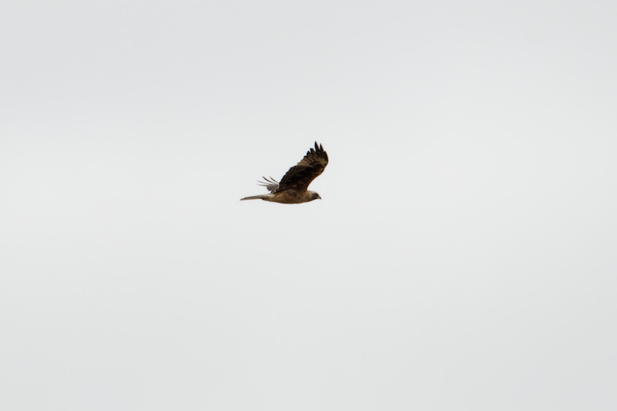 Little Eagle - ML406754871