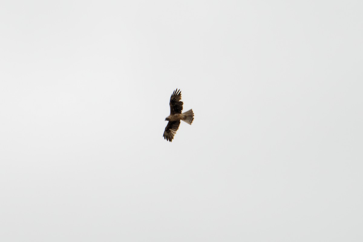 Little Eagle - ML406754921