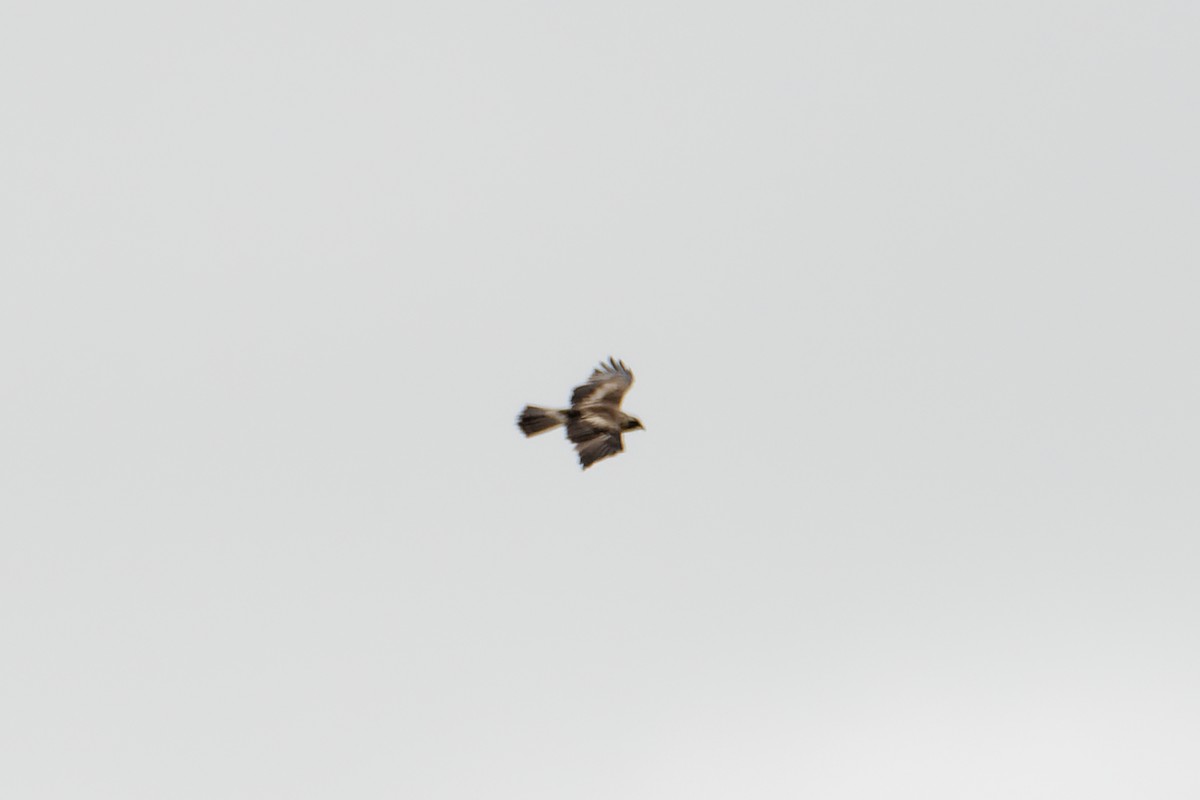 Австралийский орёл-карлик - ML406754931