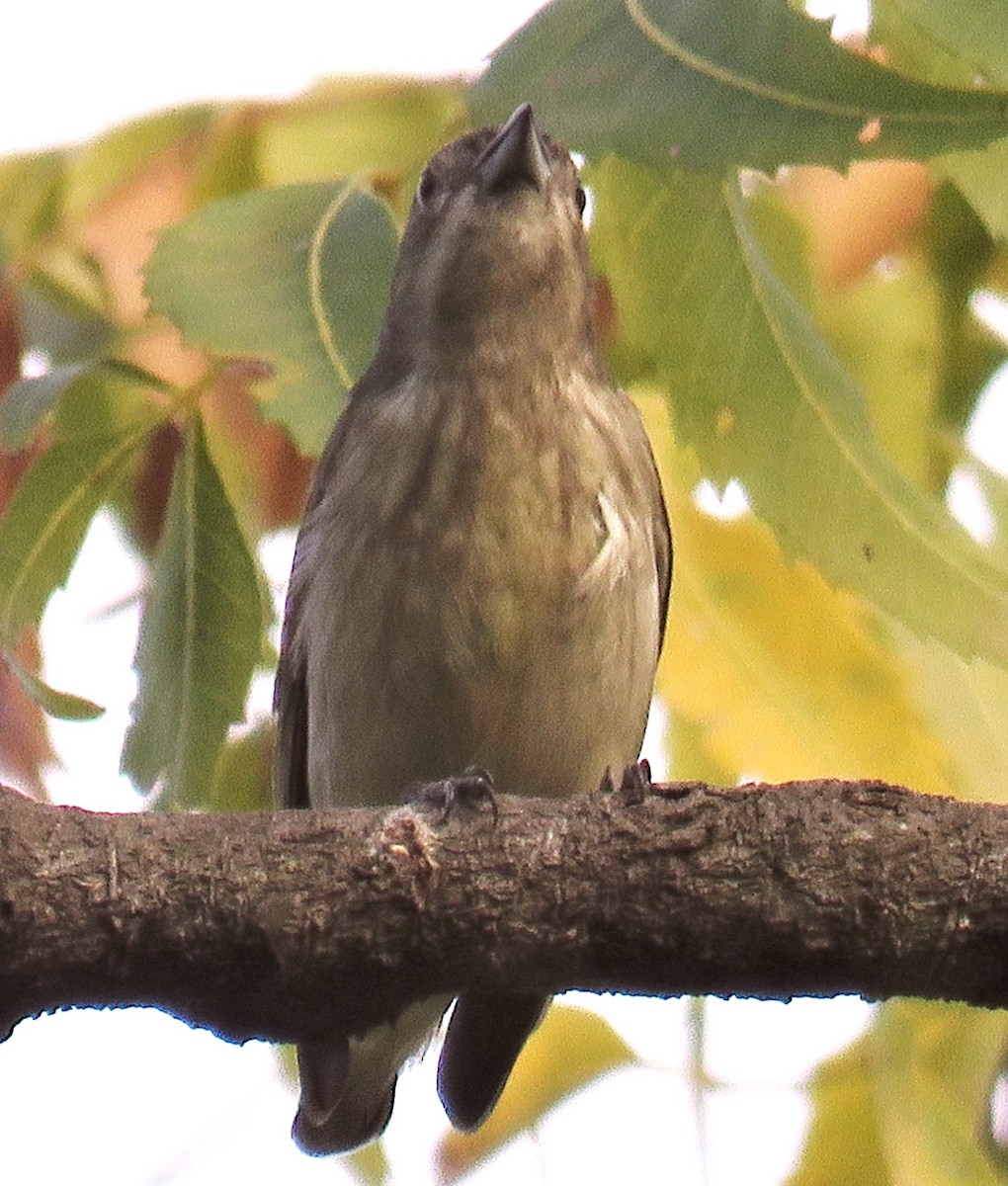 Thick-billed Flowerpecker - ML406756211