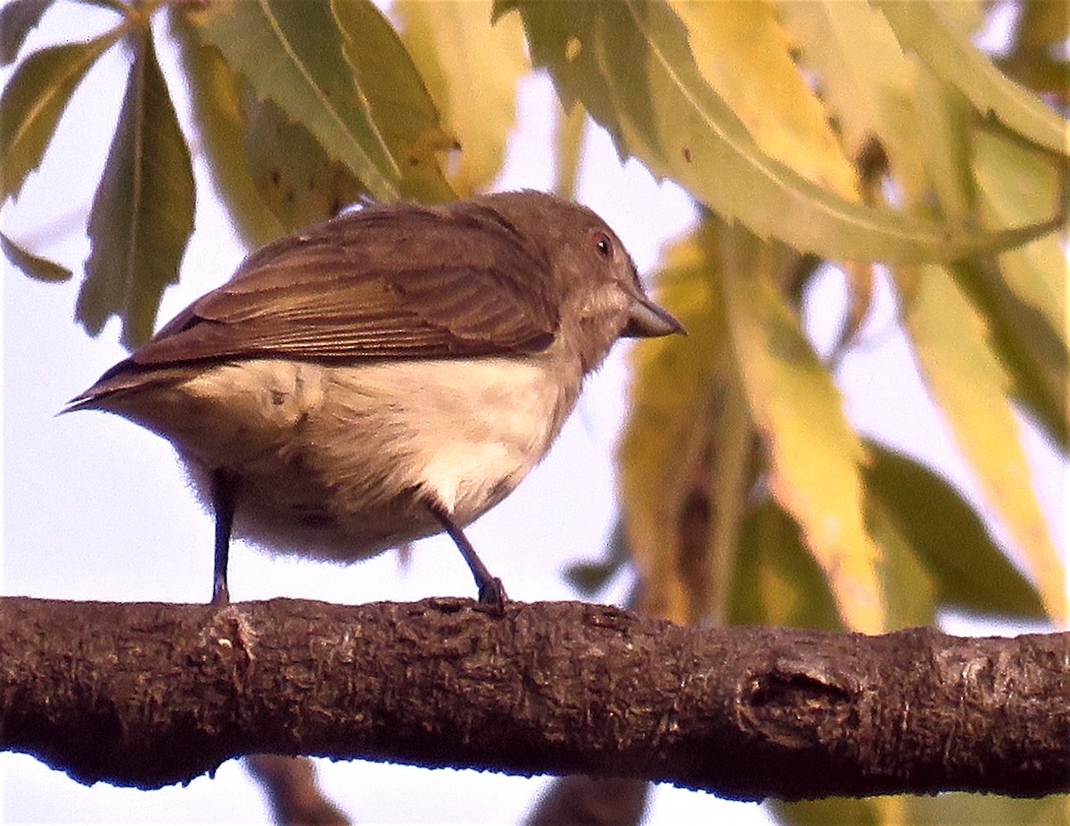 Thick-billed Flowerpecker - Santharam V