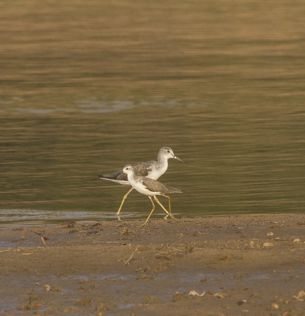 Marsh Sandpiper - ML406757191