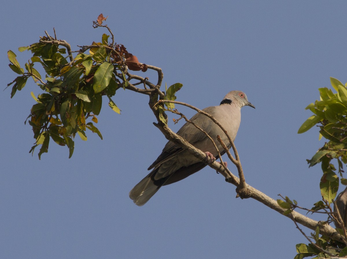 Mourning Collared-Dove - ML406757261