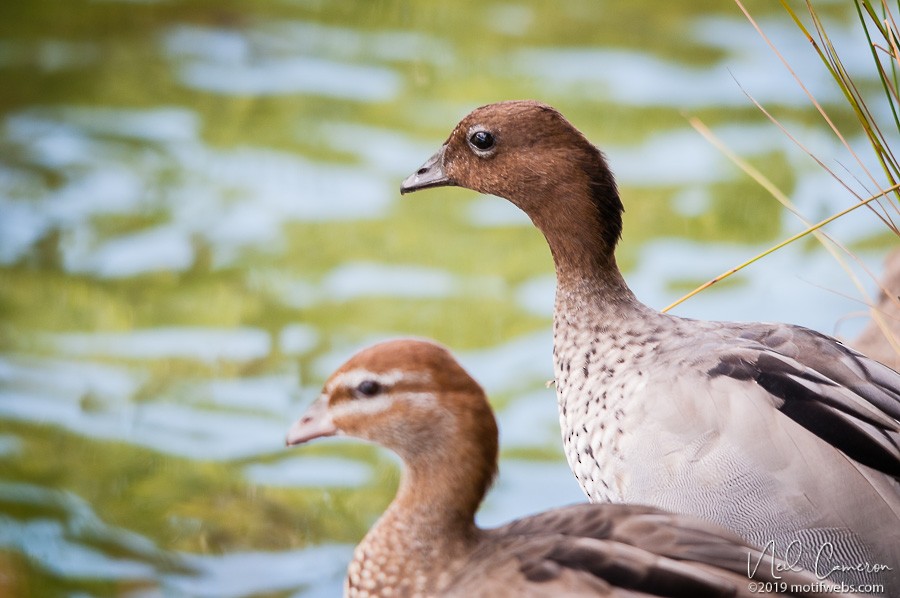 Maned Duck - ML406757351