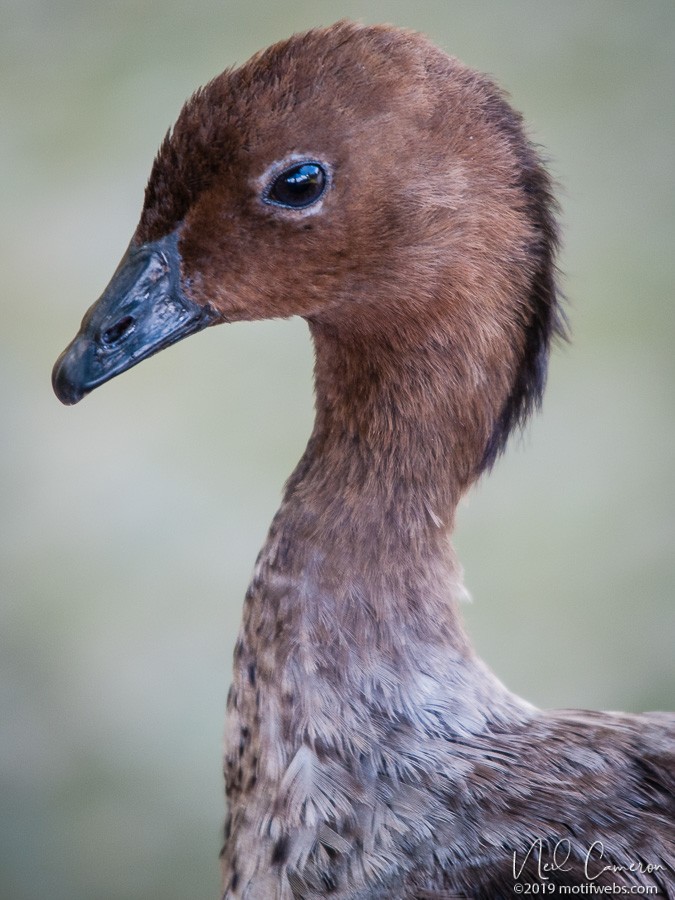 Maned Duck - ML406757401