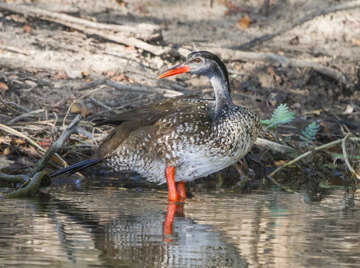 African Finfoot - Marie Lister