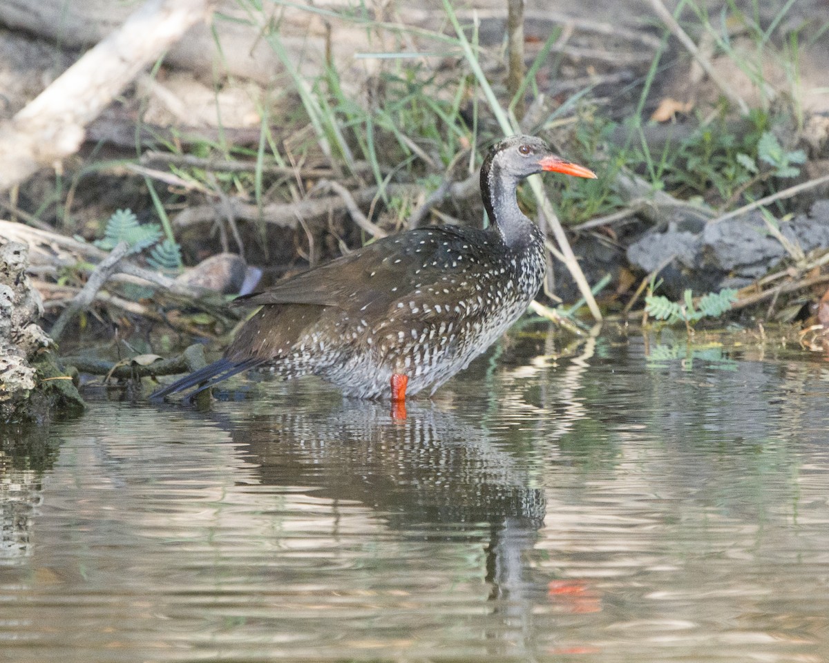 African Finfoot - Marie Lister