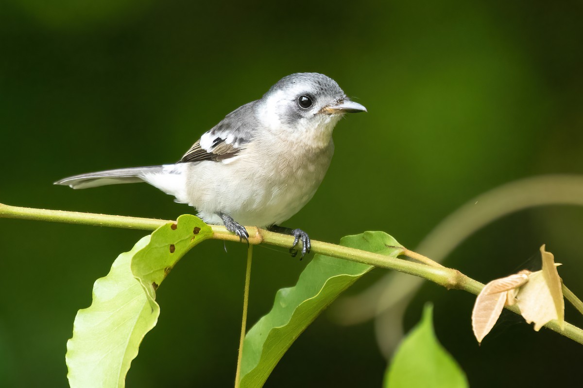 White-eared Monarch - David Ongley