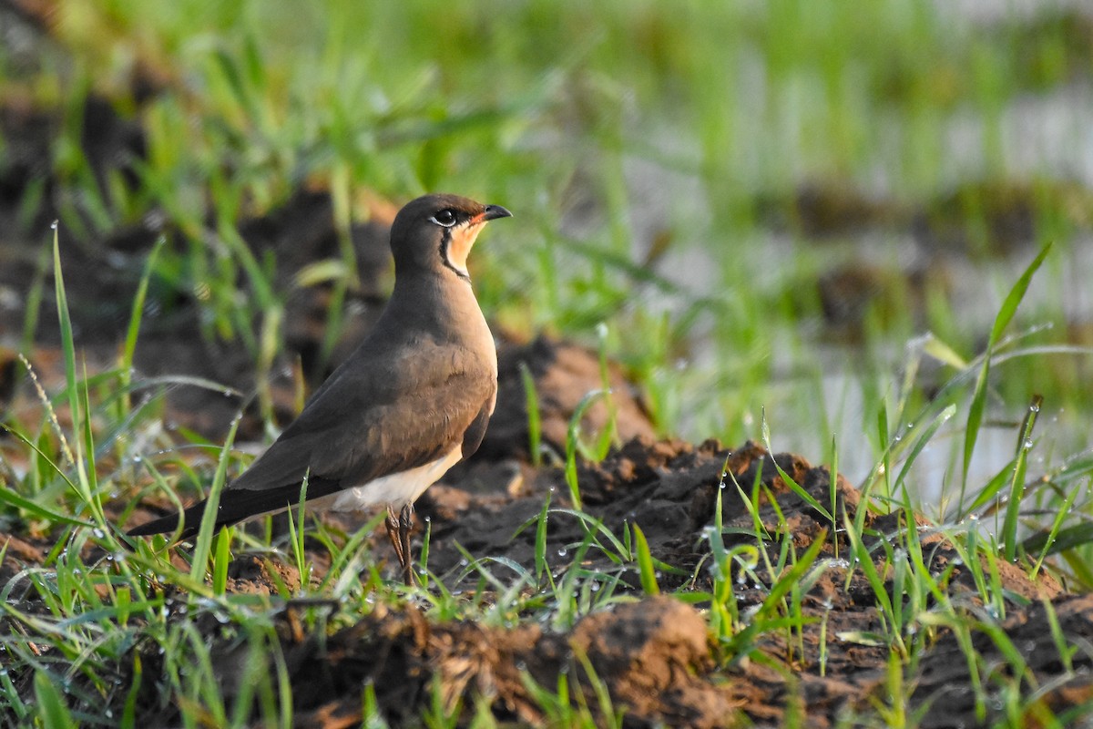 Oriental Pratincole - Krishnamoorthy Muthirulan