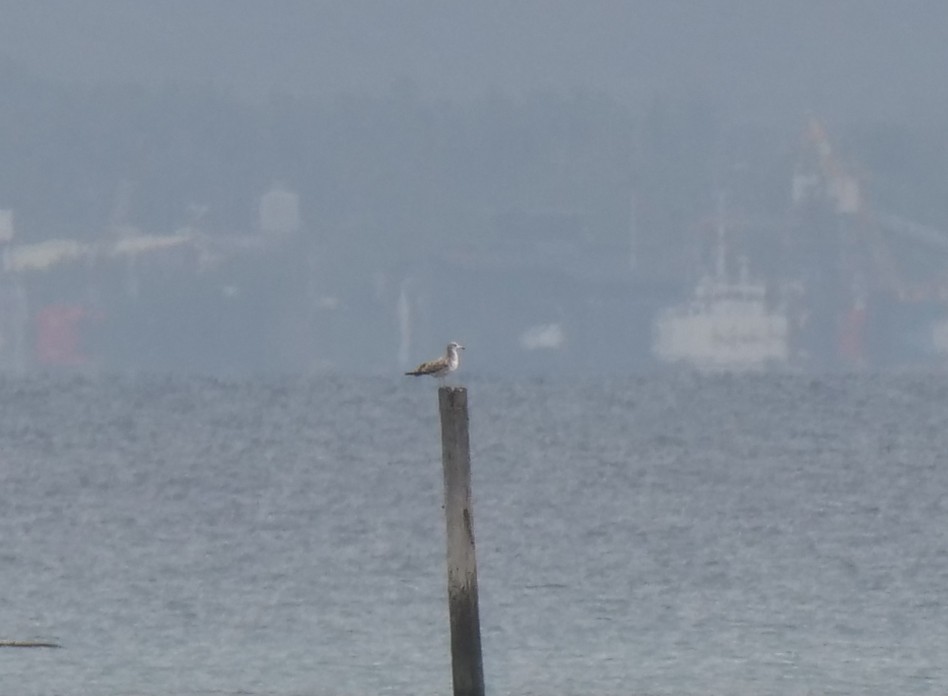 Black-tailed Gull - ML406765551