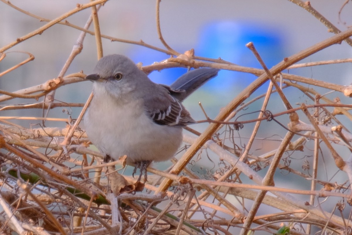 Northern Mockingbird - ML406766281