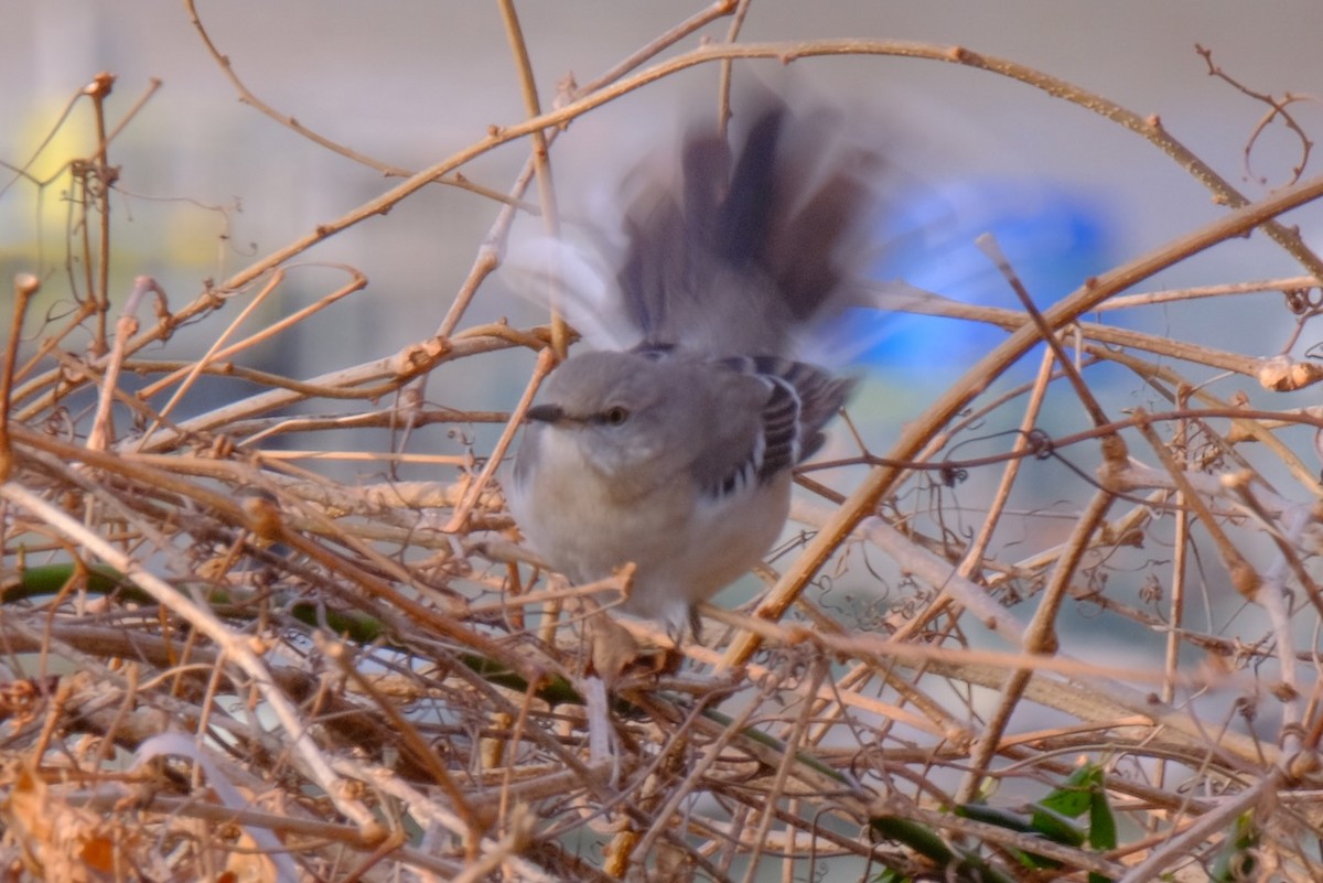 Northern Mockingbird - ML406766291