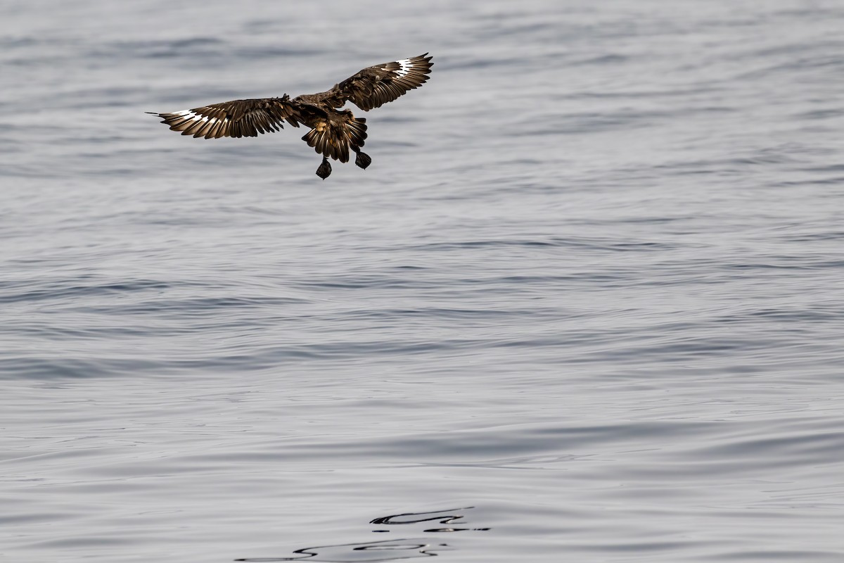 Chilean Skua - ML406766691