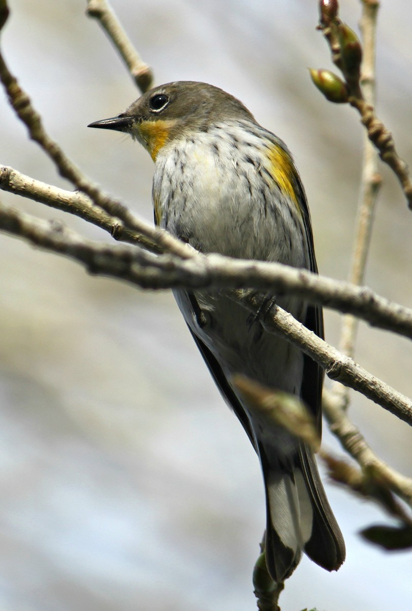 Yellow-rumped Warbler (Audubon's) - ML40676731