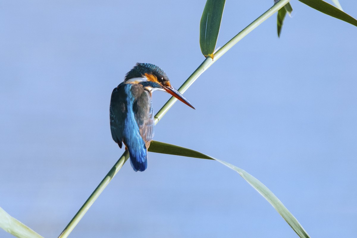 Common Kingfisher - ML406767891