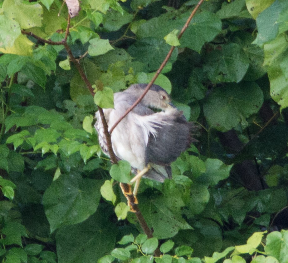 Black-crowned Night Heron - ML406767981