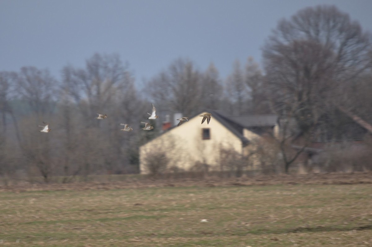 Urre-txirri europarra - ML406768241
