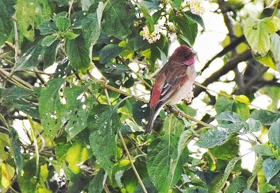 Roselin cramoisi - ML406768701