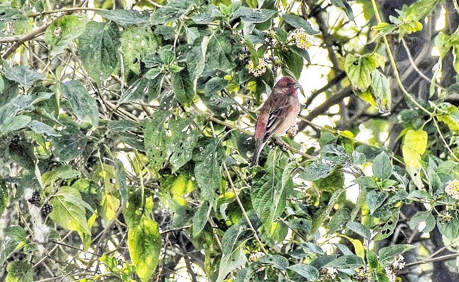 Roselin cramoisi - ML406768921