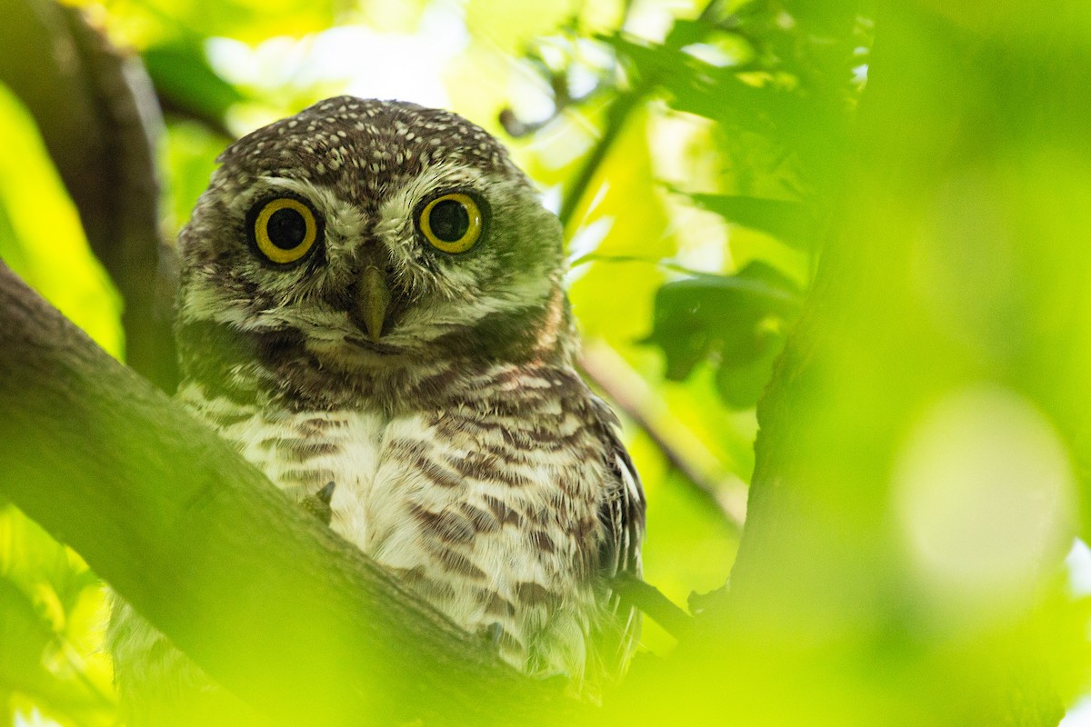 Spotted Owlet - ML406769971