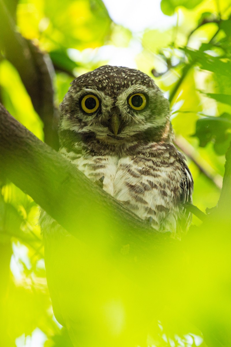 Spotted Owlet - ML406769981