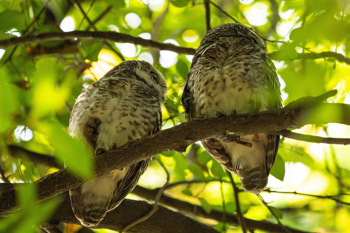 Spotted Owlet - ML406769991