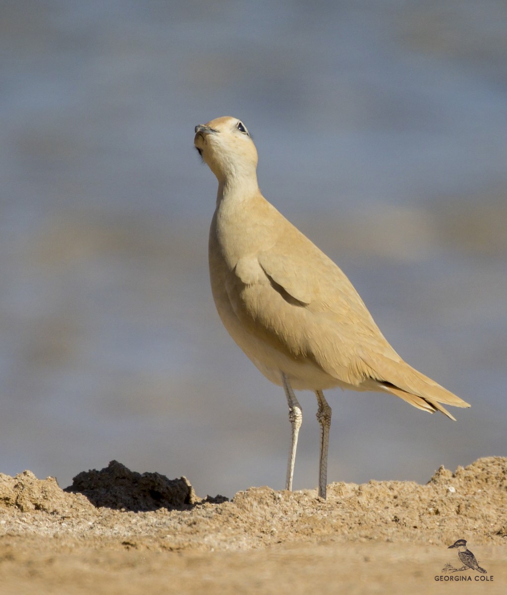 Cream-colored Courser - ML406770671