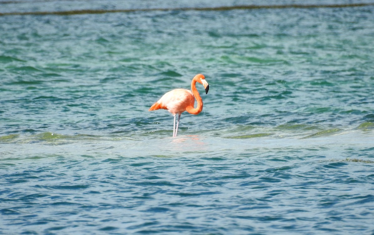 Flamant des Caraïbes - ML406771221