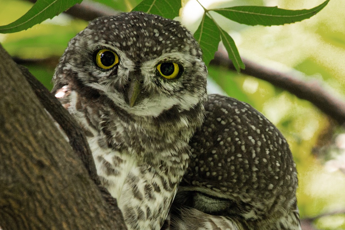 Spotted Owlet - ML406771301