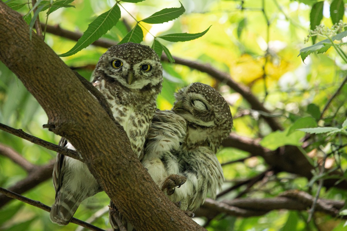 Spotted Owlet - ML406771331