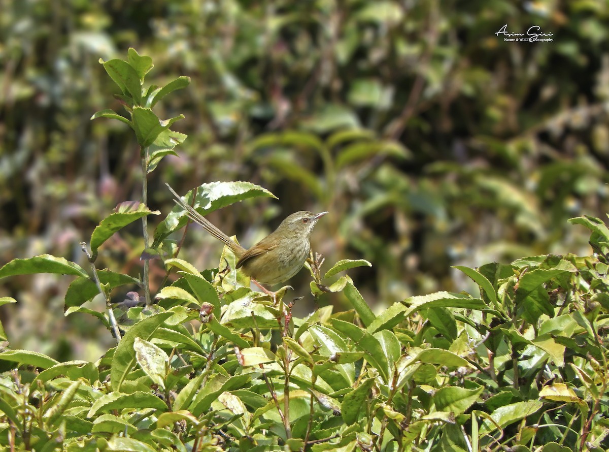 Black-throated Prinia - Asim Giri