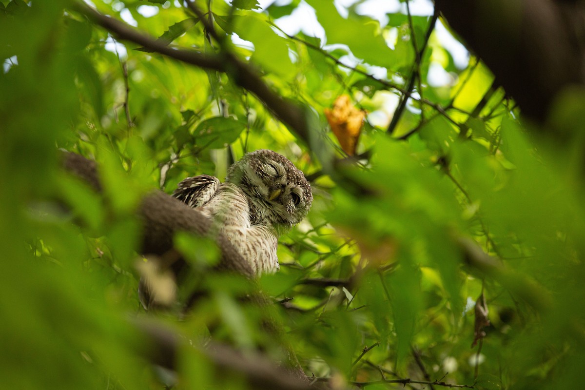 Spotted Owlet - ML406771351