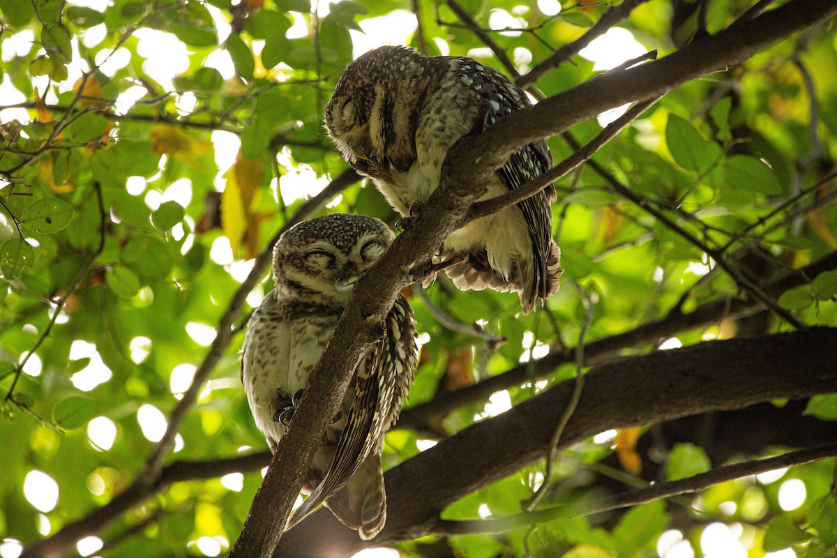 Spotted Owlet - ML406771361
