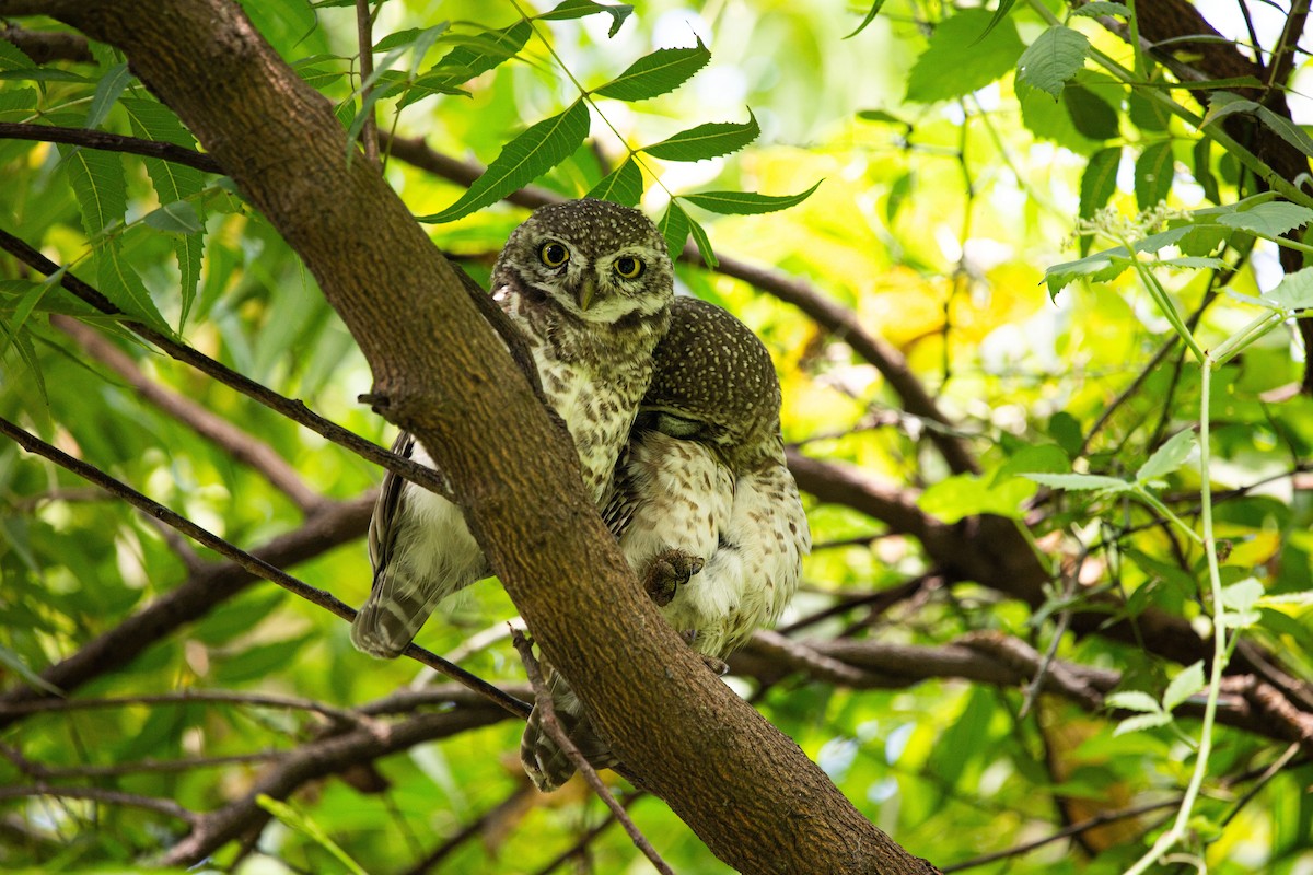 Spotted Owlet - ML406771371