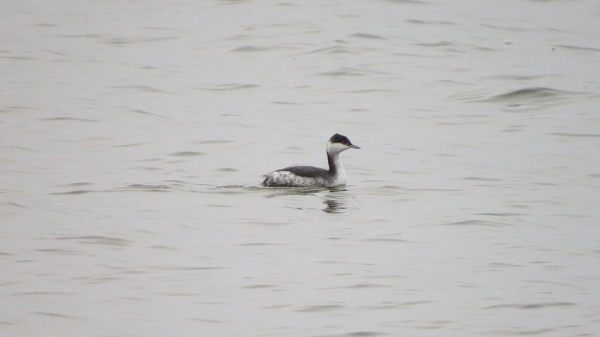 Horned Grebe - ML406771391