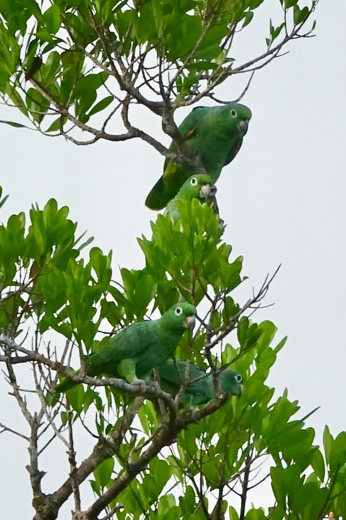Mealy Amazon (Southern) - Jan Ekkers