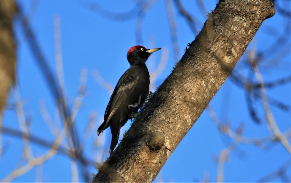 Black Woodpecker - ML406771751